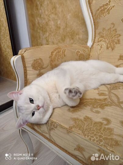 Вязка с котом