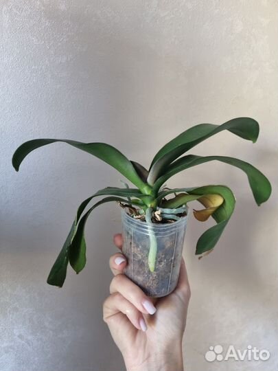 Орхидея фаленопсис