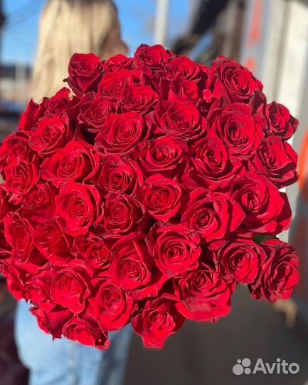 Роза Эквадор 60см Explorer