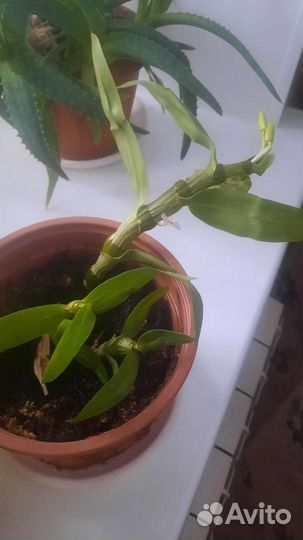 Орхидея дендробиум отросток