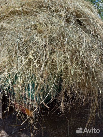 Продам сено
