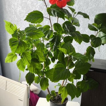 Китайская роза