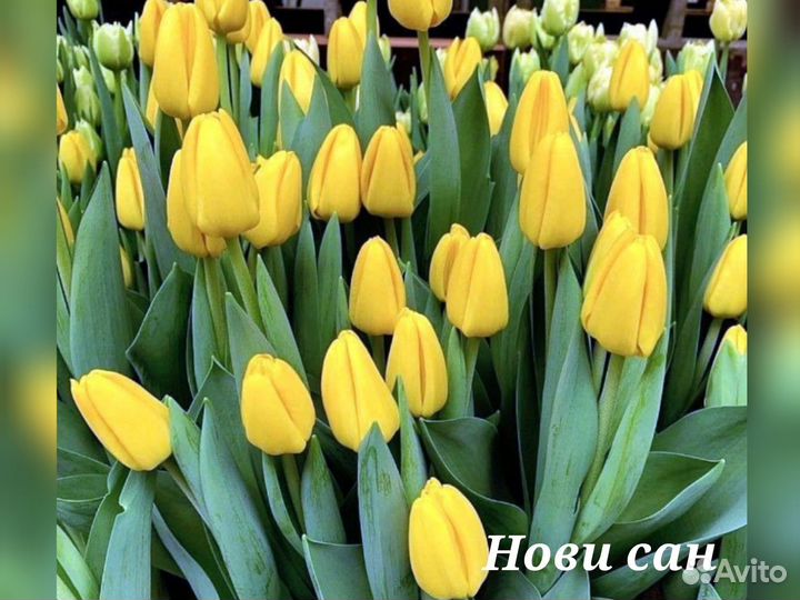 Тюльпаны срезка