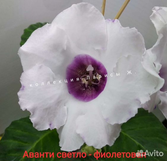 Глоксинии сортовые, комнатные цветы