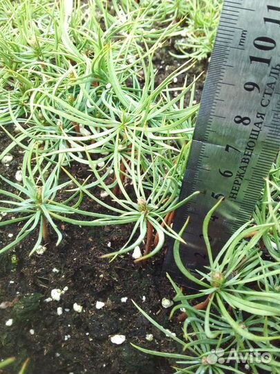 Сосна сибирская кедровая и Корейская кедровая