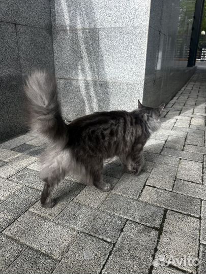 Кошечка в добрые руки