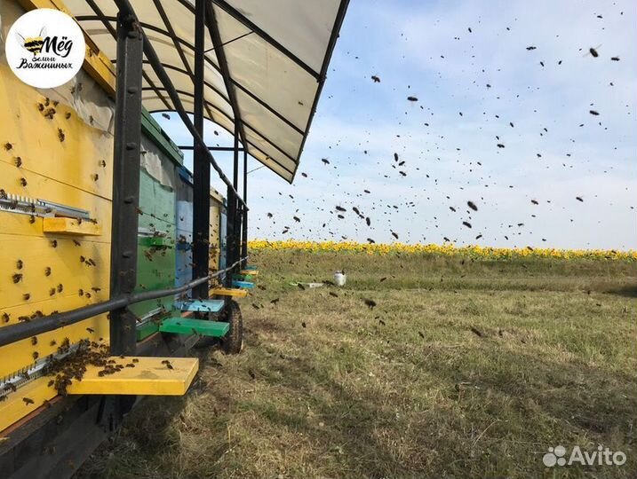 Мёд свежий из Башкирии