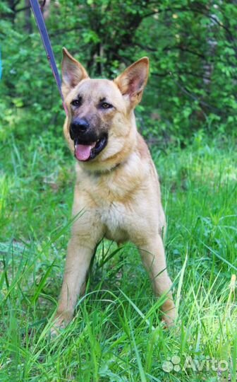 Бельгийская овчарка метис