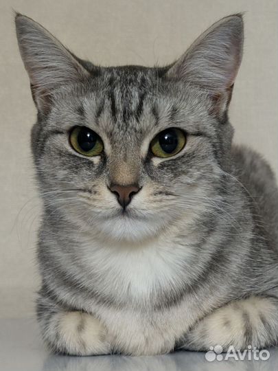 Кошка в дар