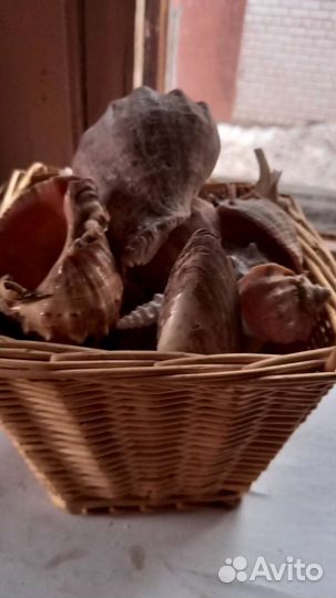 Ракушки за 299р