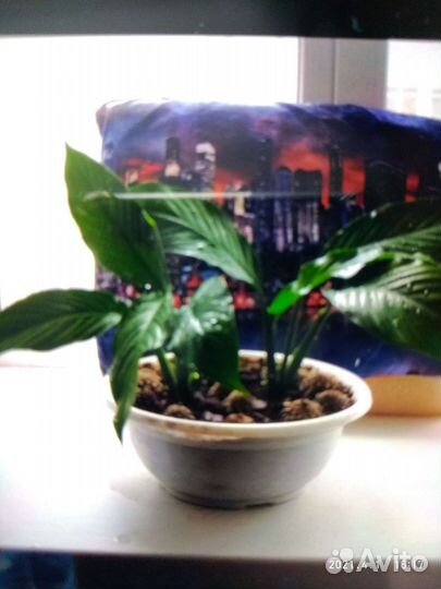 Спатифиллум