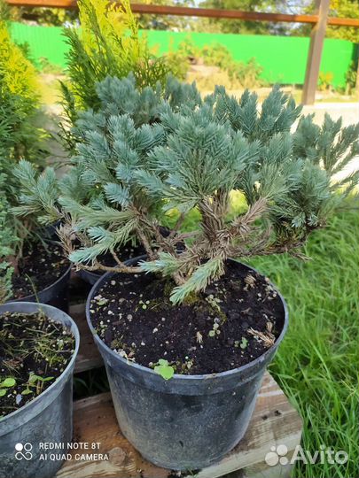 Туя смарагд