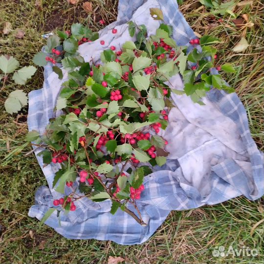 Боярышник,ягоды