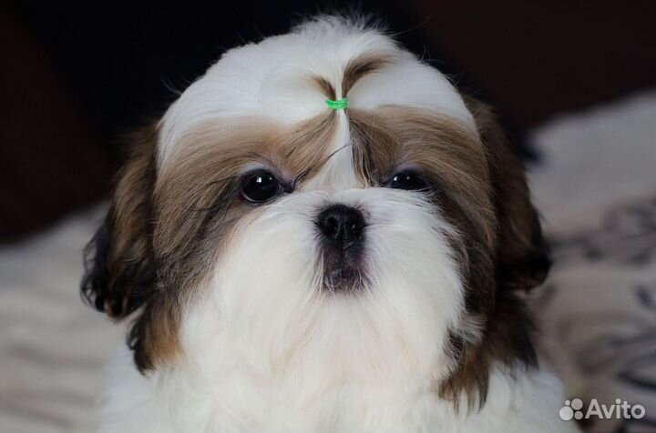 Щенки ши-тцу