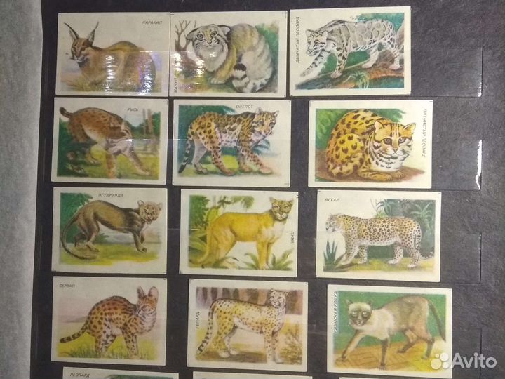 Коллекционная этикетка