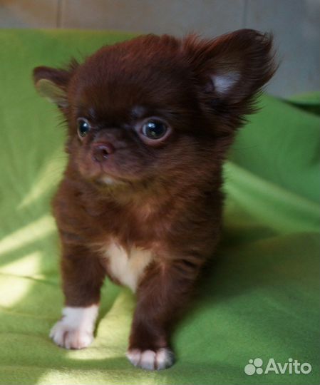 Мальчик длинношерстный