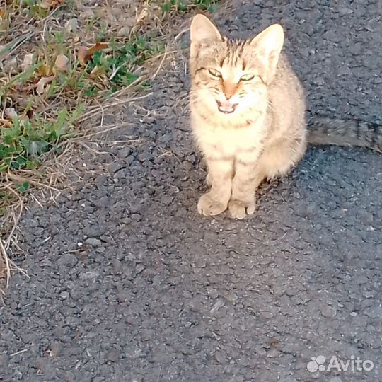 Милые котята