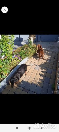 Такса стандартная