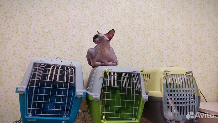 Передержка собак и кошек. Выгул собак. Зооняня