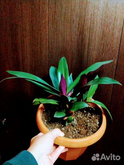 Традесканция рео