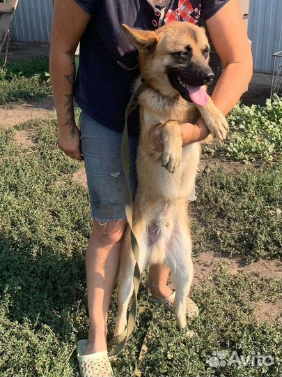 Бельгийская овчарка помесь