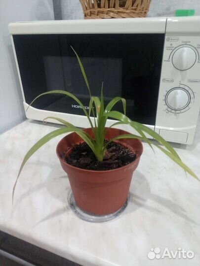 Пальма панданус