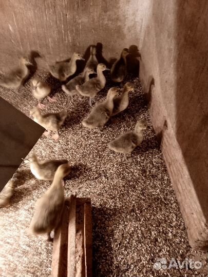 Гусята 10 дней