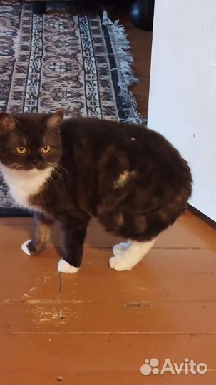 Кошечке нужен дом