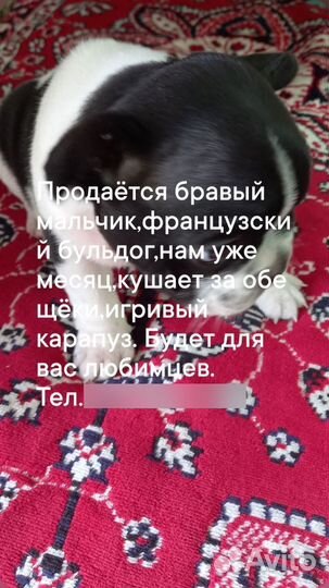 Французский бульдог щенки