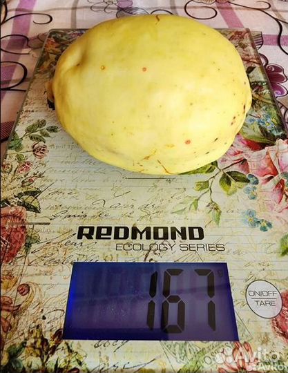 Хеномелес японский крупноплодный, семена