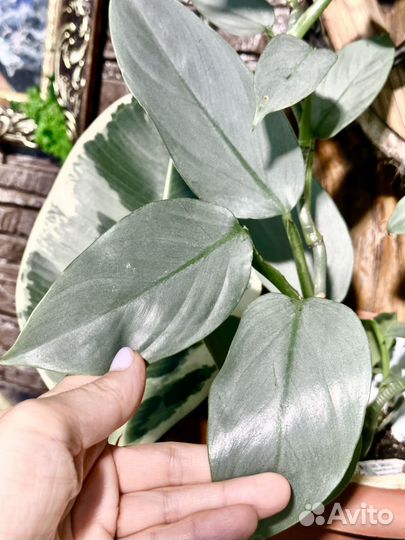 Филодендрон хастатум