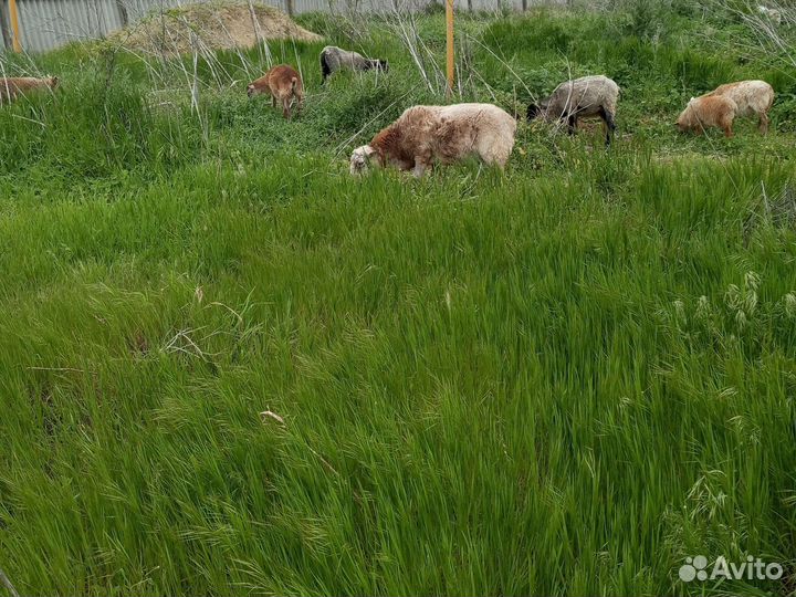 Овцы катумской породы