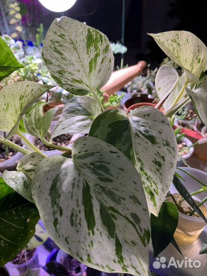 Сциндапсус