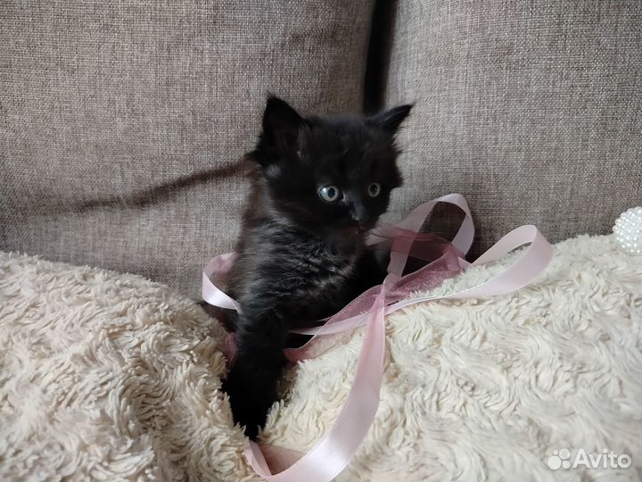 Милые котята