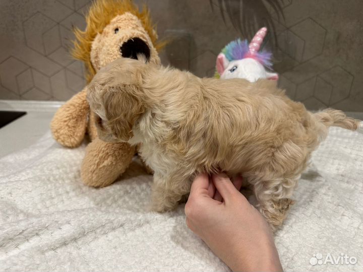 Продам мальтипу