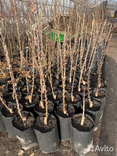 Саженцы. Плодовые деревья и кустарники