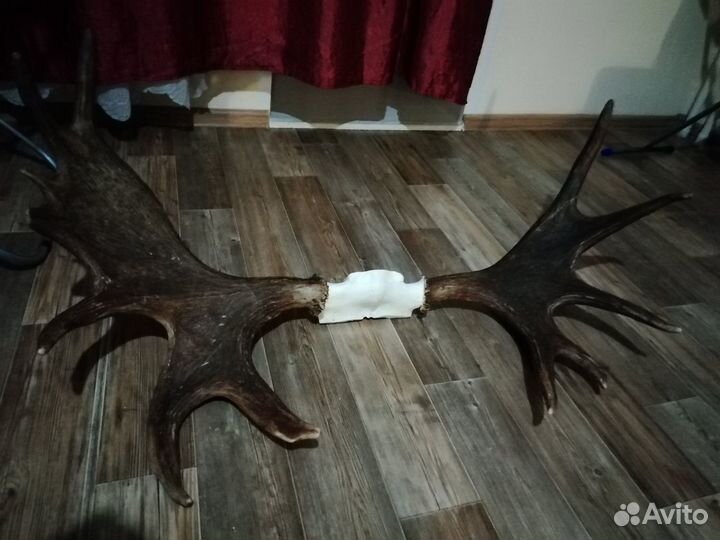 Рога лосиные