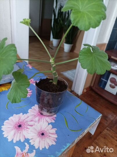 Пеларгония