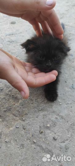 Отдам котятх