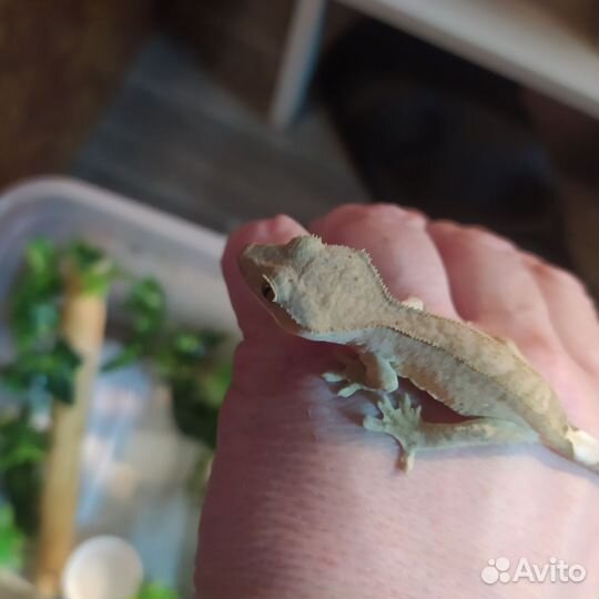 Реснитчатый бананоед