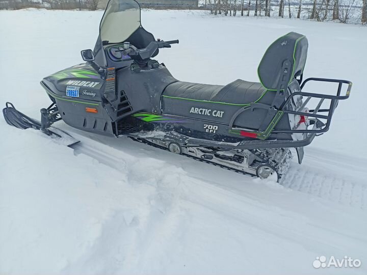 Arctic cat