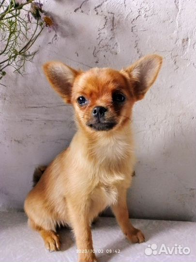 Девочка чихуахуа