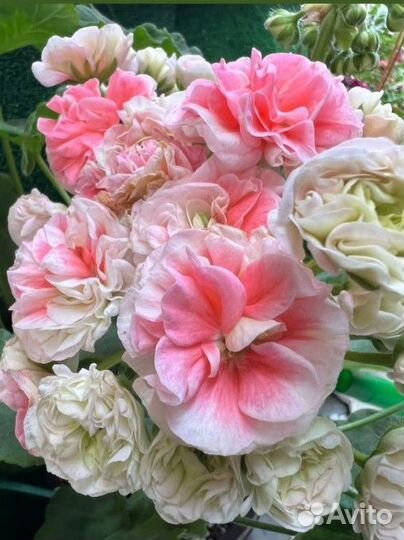 Комнатные цветы