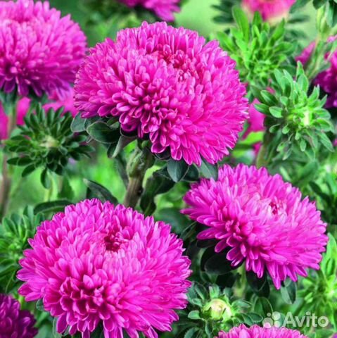 Рассада овощных и цветочных, букеты из садовых цве