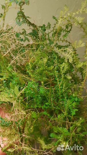 Селагинелла и другие растение