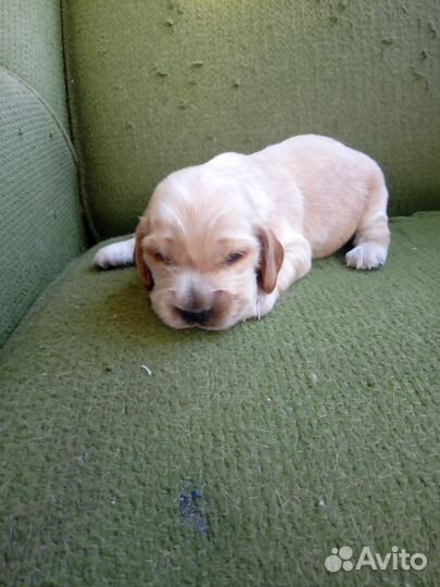 Кокер спаниель