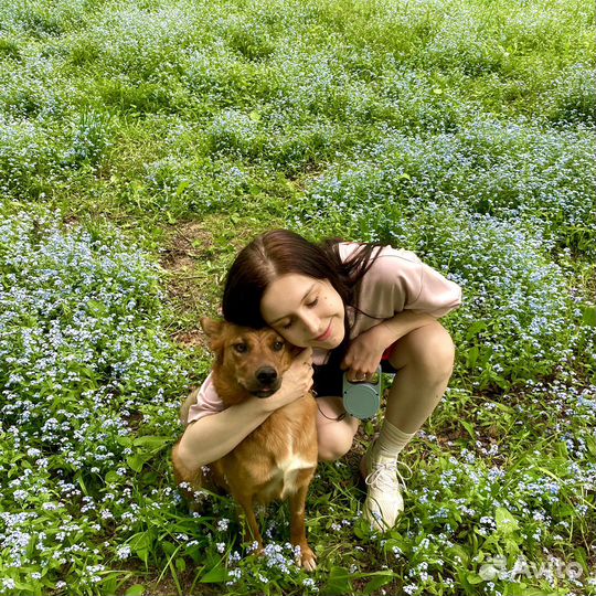 Передержка домашних животных