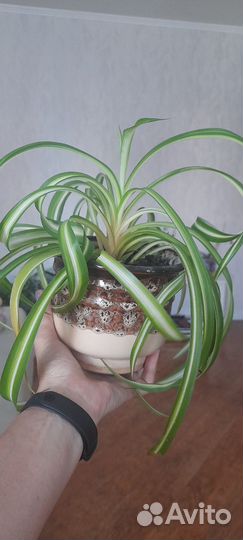 Хлорофитум кудрявый