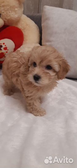 Щенки мальтипу f1 стандарт