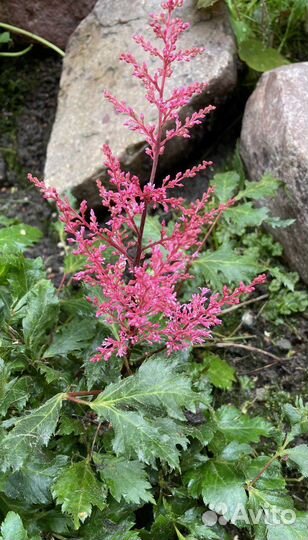 Хосты и др многолетние 2 часть